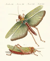 Strange Insects