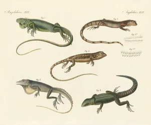 Strange lizards