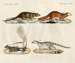 Strange Mammals