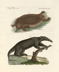 Strange Mammals