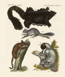 Strange Marsupials