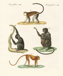 Strange monkeys