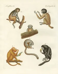 Strange monkeys