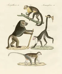 Strange Monkeys