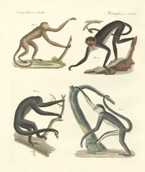 Strange Monkeys of the New Continent