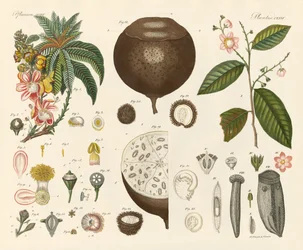 Strange Plants