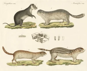 Strange Rodents
