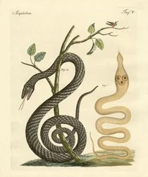 Strange Snake