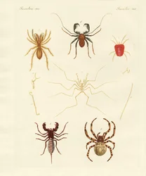 Strange Spiders