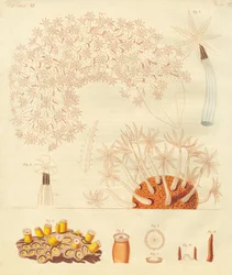 Strange Worms, Zoophytes