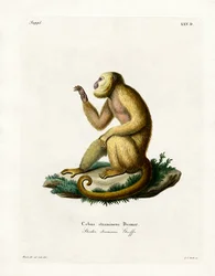 Straw-colored Howler