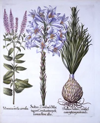 Sultan Zambach Lily and Bulb, Veronica, from Hortus Eystettensis