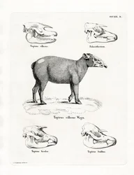 Tapir Skulls