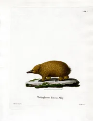 Tasmanian Short-beaked Echidna
