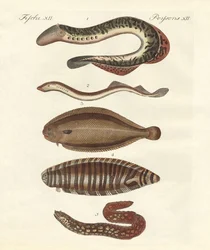 Tasty Fish