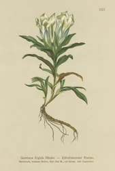 Tauern Gentian