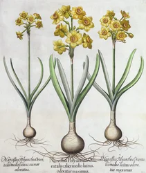 Tazetta Narcissi, from the Hortus Eystettensis by Basil Besler, pub. 1613