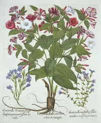 The Marvel of Peru and Two Varieties of Gentian, from Hortus Eystettensis
