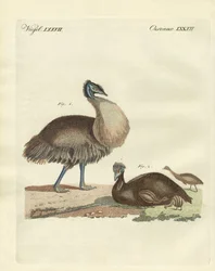 The Casuar from Australia