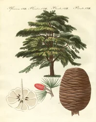 The cedar from Lebanon