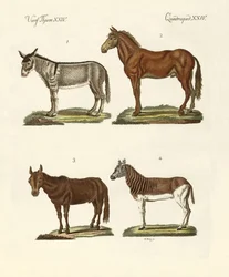 The Donkey and Its Varieties