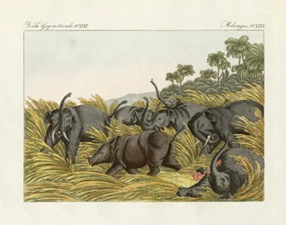 The fight of the rhinoceros with the elephants