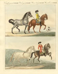 The Horse with its Different Kinds