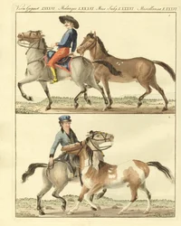 The Horse with its Different Kinds