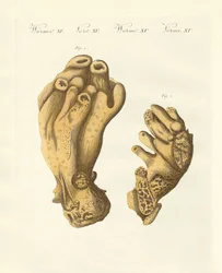 The palmated Seekork or devil