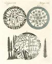 The Pineapple