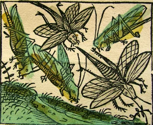 The Plague of Locusts