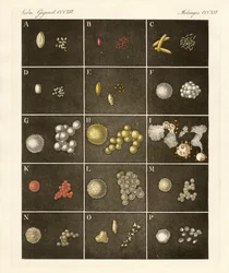 The Pollen of Plants