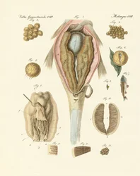 The roe or ovarium of the carps and painter