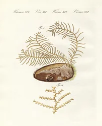 The sertularian hydroid