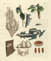 The Silkworm
