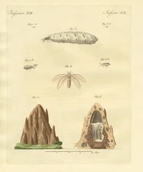 The Termites