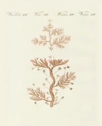 The Winding Sertularia or Base Coralline