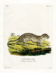 Thirteen-lined Ground Squirrel