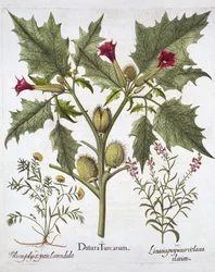 Thorn Apple, Germander and Purple Toadflax, from Hortus Eystettensis