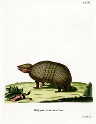 Three-banded Armadillo