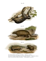 Three-toed Sloth
