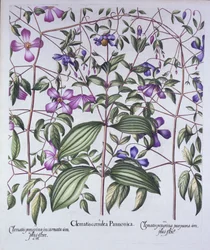 Three Types of Clematis, from Hortus Eystettensis