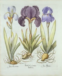 Three Varieties of Rhizomatous Beardless Irises, from Hortus Eystettensis