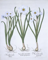 Three white Narcissi, from Hortus Eystettensis by Basil Besler, pub. 1613