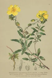 Thyme-leaved Rock-rose