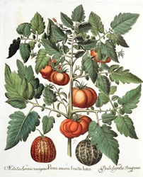 Tomatoes and Melons, from the Hortus Eystettensis by Basil Besler, pub. 1613