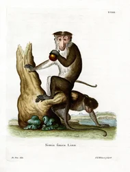 Toque Macaque