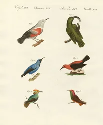 Treecreepers and Hummingbirds