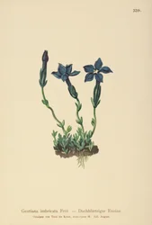 Triglav Gentian