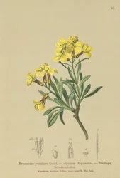 Tufted Wallflower